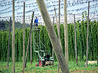 Hopfengarten Hopfengarten