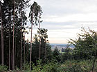 Im Wald Im Wald