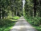 Waldweg Waldweg