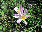 Blume Blume