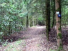 Waldpfad Waldpfad