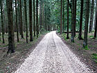Waldweg Waldweg