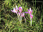 Wiesenblumen Wiesenblumen
