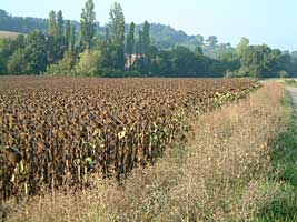 riesige Sonnenblumenfelder