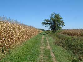 Weg vor Aire sur l'Adour