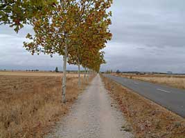 Camino vor Bercianos del Real Camino