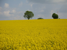 Rapsfeld in Lonsee Rapsfeld in Lonsee
