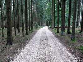 Waldweg Waldweg