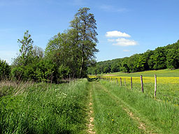 Wiesenpfad Wiesenpfad