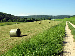 Wiese Wiese